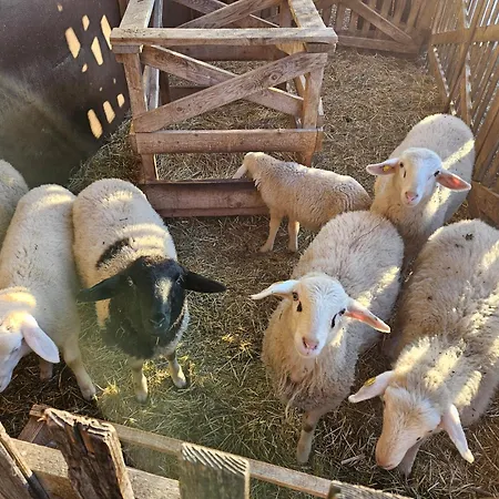 Tourist Farm Pr'dovar Церклье-на-Гореньскем