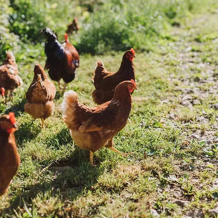 Tourist Farm Pr'dovar 3*