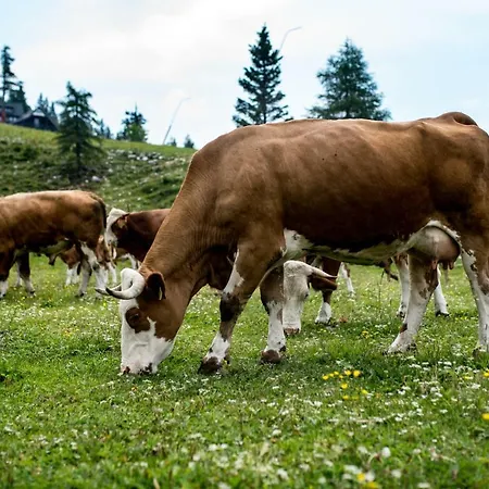 Tourist Farm Pr'dovar Oda ve Kahvaltı 3*