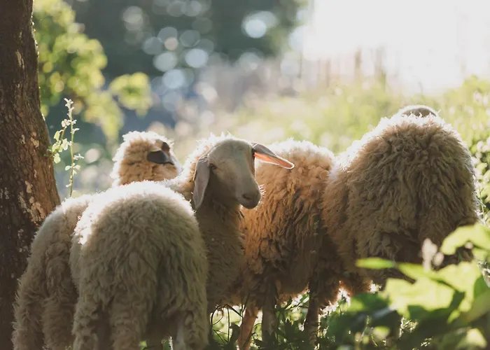 Bed & Breakfast Tourist Farm Pr'dovar