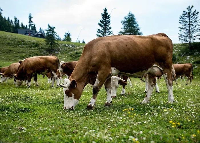 Tourist Farm Pr'dovar Bed & Breakfast 3*